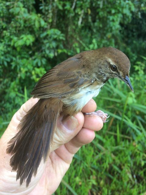 Rwanda Ringing Scheme